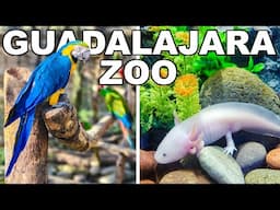 Guadalajara Zoo Adventure 🐅 | African Safari, Chair Lift & Aquarium