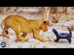 The Most Fearless Animals In The World