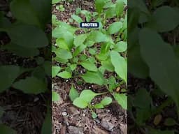 Cultivo de Arúgula/Rúcula en maceta👌🌱💚