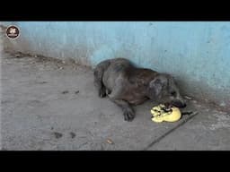"I just need your leftover", He collapsed in front of me to beg for help