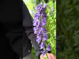 The 2 most toxic plants in the UK! #wildfooduk #foraging #foragingcourse #wildfood #poisonousplants