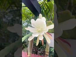 My Queen of the Night cactus FINALLY bloomed! 😍 #plants #garden #orchidcactus #cactus