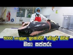 GIANT! Swordfish Processing for the World, Made in Sri Lanka