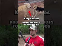 Dominant Dog Body Language | KING CHARLES