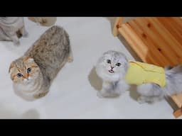 Give me food! This kitten meows loudly and is so cute!