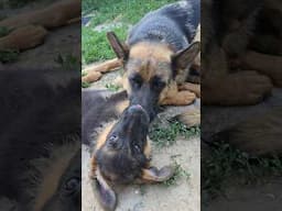 🤩The cutest German Shepherd puppy and his patient mother. Odessa.
