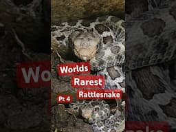 Rare, Venomous, and Almost Unknown: The Mexican Pygmy Rattlesnake Pt 4 #venomouscreatures