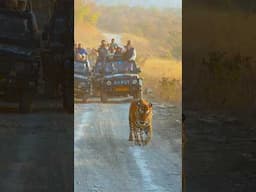 King is here #walkintothewild #tiger #wildlife