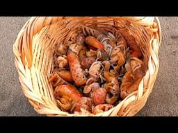 Aprende cómo encarnar el anzuelo y atrapar peces como un maestro
