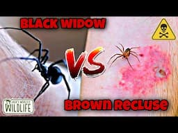 Which BITE Is WORSE? Black WIDOW OR Brown RECLUSE!?
