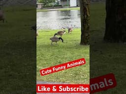 Cute Funny Animals and Super Cute Babies #funnyanimals #cuteanimals #funnypets