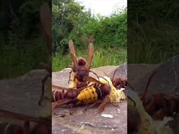 Hornet and honeybees