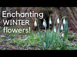 Snowdrops in your garden - where, when and how to plant for success...