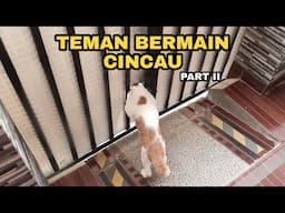 MASIH TERUS NAMBAH TEMAN BERMAIN CINCAU | 3 TRIP PERJALANAN (PART II)