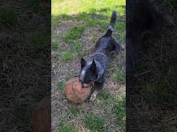Ball Is Life #blueheeler #australiancattledog #jollysoccerball