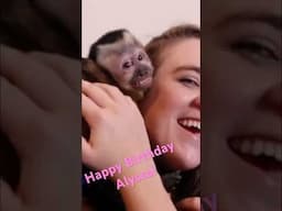Monkey Birthday Snuggles! Happy Birthday Alyssa! #shorts #happybirthday #monkeyboocrew
