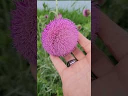 Huge, Spiky Invasive #nature #shorts #flowers