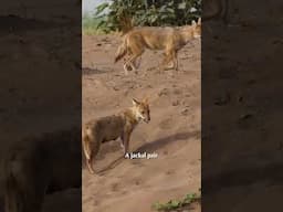 चंबल की कहानी: घड़ियालों की दुनिया से रूबरू | Rare Wildlife Moments | @RoundglassSustain #shorts