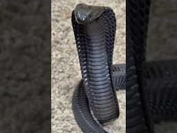 New Skin, Who Dis? Plumpkin, the Black Spitting Cobra!