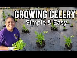 Growing Celery in Zone 7 Garden | Gardening in Kentucky