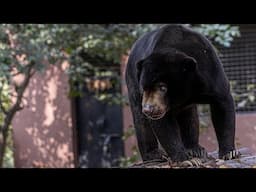 Três ursos avistados a brincar num baloiço infantil em Connecticut