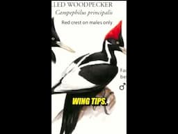 How to identify the elusive (and possibly extinct?) Ivory Billed Woodpecker. 🐦🦅🕊️
