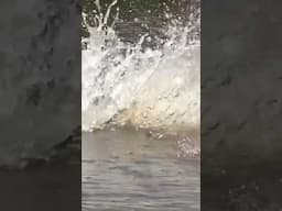 UM MONSTRO!! UMA MÁQUINA!!!Alguém anotou a placa? #shark #pescaria #fishing