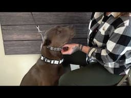 Prong Collar Placement On Dog