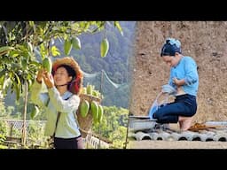 Harvest green mango garden, process delicious snacks from green mango to sell at the country market