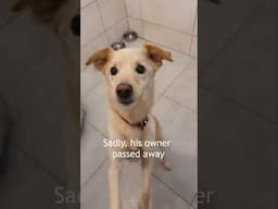 This Sweet Dog Needs a Family   #dogrescue #howlofadog #adoptme