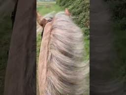 Come for a gallop with us #horse #equestrian #shorts