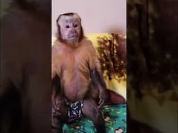 MonkeyHappy makes everyone HAPPY! #shorts #monkeys #amricasmonkey