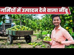 गर्मियों में उत्पादन देने वाला नींबू // seedless lemon farming in india // Neembu Ki Kheti