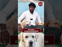 Male Labradorவிட Female Labrador தான் சிறந்ததா? Dog Tips Tamil #shorts #dogcare #cutepuppy #ikeypets