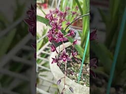 chậu đỏ mỹ f0 hoa siêu đẹp #hoalanhaiyen #xichlong #phantri