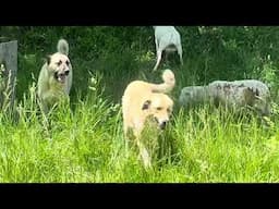 Greg Judy is enjoying the new lamb crop with the guardian dogs at work.
