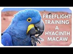 Freeflight Training a Hyacinth Macaw