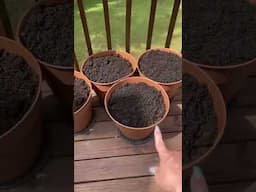 Deck Garden 2025 - Prepping The Pots, Adding Potting Soil, Lizards