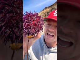 Would YOU Eat THIS Spikey Sea Animal? #animals #nature #shorts