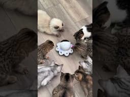 👀🐱❤️