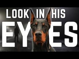 The Doberman’s Silent Stare Terrifies Threats—Here’s Why