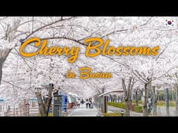 Cherry blossom spots in Busan, Korea | Your Korea Friend