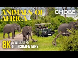 8K HDR Amazing African Wildlife - Episode 8 | Animal Documentary about Chobe National Park, Botswana