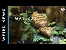 Weird, Bizarre, and Scary News From Japan May 2025