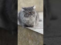Persian cat in russian grey colour