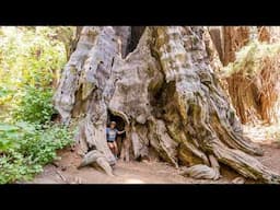 This is Where You Can Find The Biggest Tree Stump in Kings Canyon National Park!