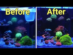 How I Rescued My Neglected Reef Tank: Before and After Transformation