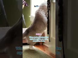 🐿️ My Cat's Conspiracy Theory: The Squirrel Mafia is Real! (POV)