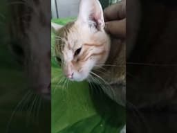 🐱🐱🐈🐈