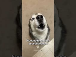 Huskies are pro at saying NO🤣 The Most Dramatic Huskies | Normal dogs vs Huskies 🤣 #husky #shorts